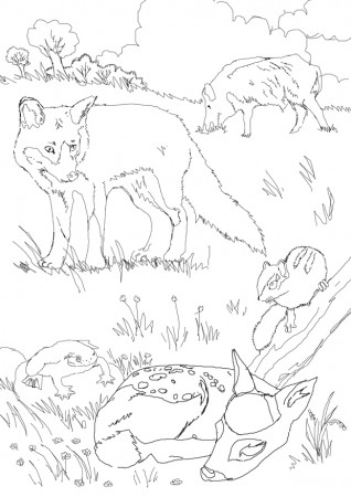 faune locale2